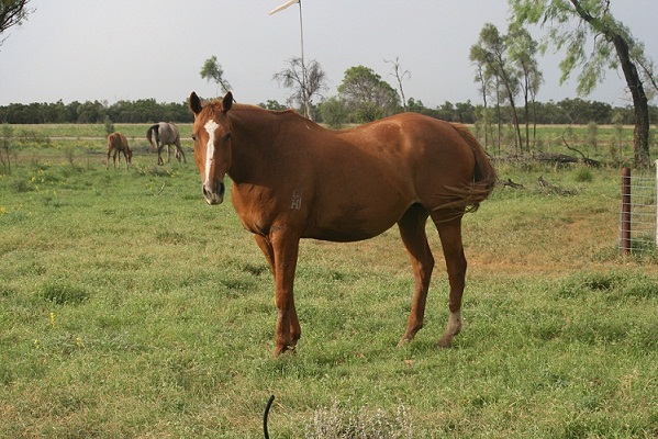 IN FOAL Rorys mare from good black type family $3000 ono QLD. Lovely big mare, proven producer. Four to race, three winners. In foal to Upsized (Catbird) Name: Artistic Jester Sire: Rorys Jester Dam: Artistic Queen Sex: Mare In foal: Upsized Year of birth: 1993 Colour: chestnut Height: 16.1....